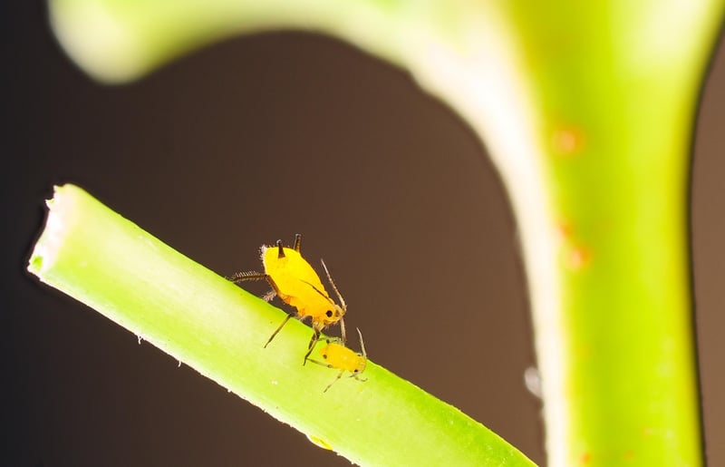 Garden Pests