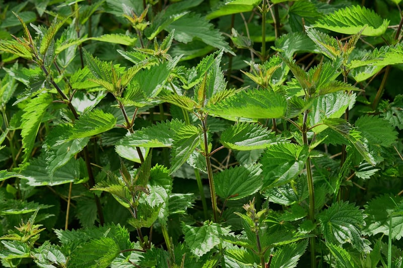 Vertical Herb Wall